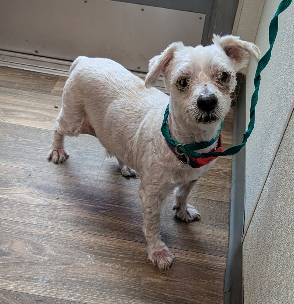 Shelter Stray Male Dog last seen Near Sychar Way, San Diego, CA, 92114, San Diego, CA 92110