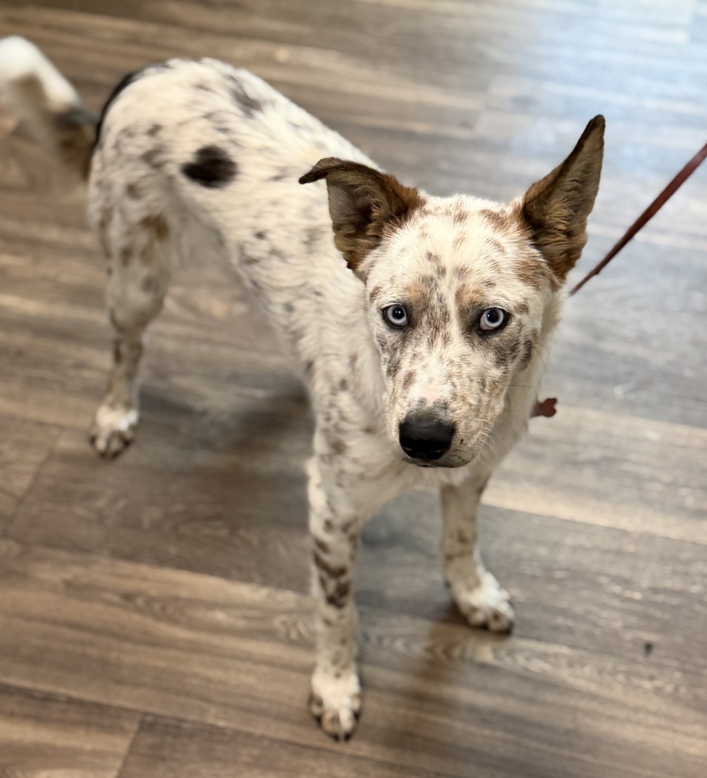 Shelter Stray Male Dog last seen Saturn Boulevard, San Diego, CA, 92154, San Diego, CA 92110