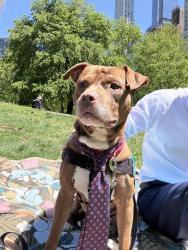 Shelter Stray Male Dog last seen W 166th Street, NEW YORK, NY, 10032, New York, NY 10029