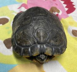 Shelter Stray Male Reptile last seen Daley Ranch, Escondido, CA, 92027, Escondido, CA 92027