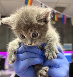 Shelter Stray Female Cat last seen Near Rancheros Drive, San Marcos, CA, 92069, Escondido, CA 92027