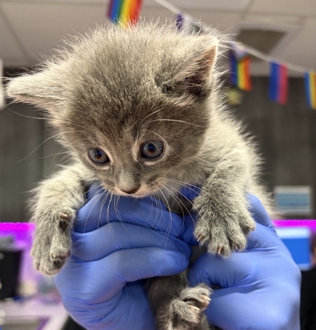 Shelter Stray Female Cat last seen Near Rancheros Drive, San Marcos, CA, 92069, Escondido, CA 92027