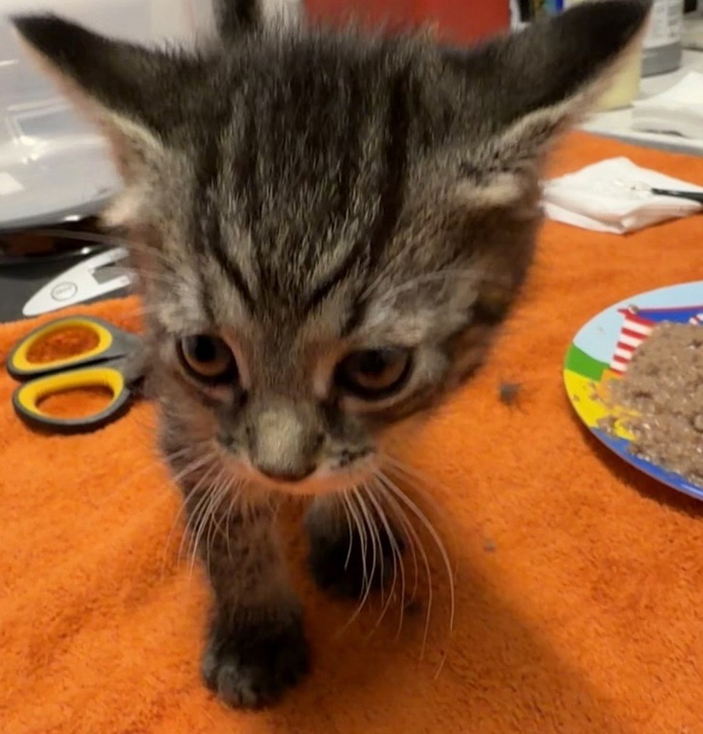 Shelter Stray Female Cat last seen Near Rancheros Drive, San Marcos, CA, 92069, Escondido, CA 92027