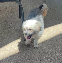 Reunited Female Dog last seen stafford and buchanan , Grand Rapids, MI 49507