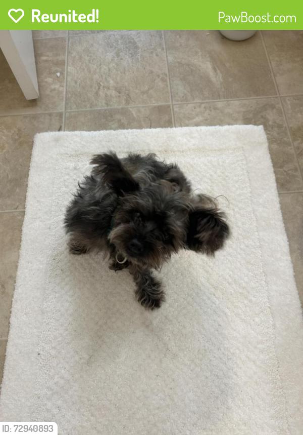 Reunited Male Dog last seen Waterleaf apmts , Murrells Inlet, SC 29576