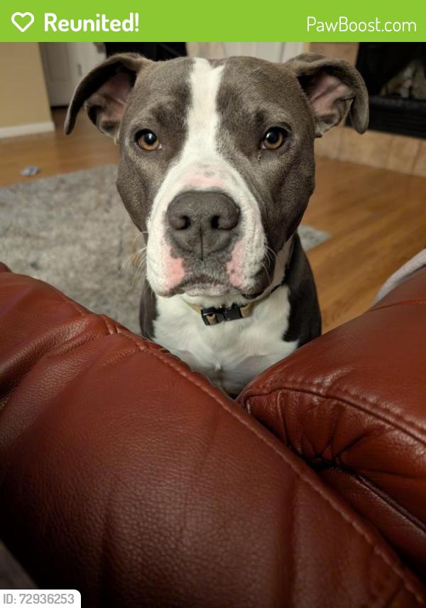 Reunited Male Dog last seen Fulton Ave, Spring Hill, FL 34613, North Weeki Wachee, FL 34613