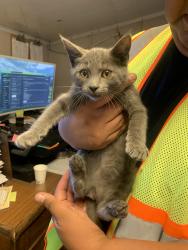 Reunited Female Cat last seen Oak canyon and valley oak drive, Irvine, CA 92618