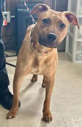 Found/Stray Female Dog last seen Wheelock and Rice, Saint Paul, MN 55113