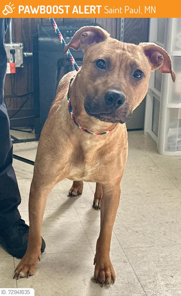 Found/Stray Female Dog last seen Wheelock and Rice, Saint Paul, MN 55113