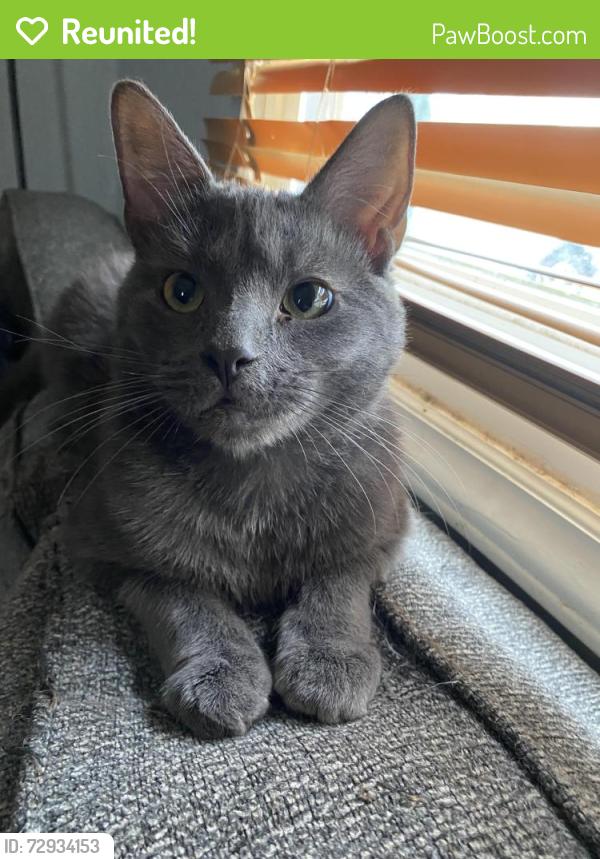 Reunited Male Cat last seen High Lawn Saint Marie’s right behind SD&A, Huntington, WV 25702