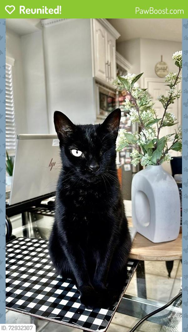 Reunited Female Cat last seen Classen Road , San Antonio, TX 78247