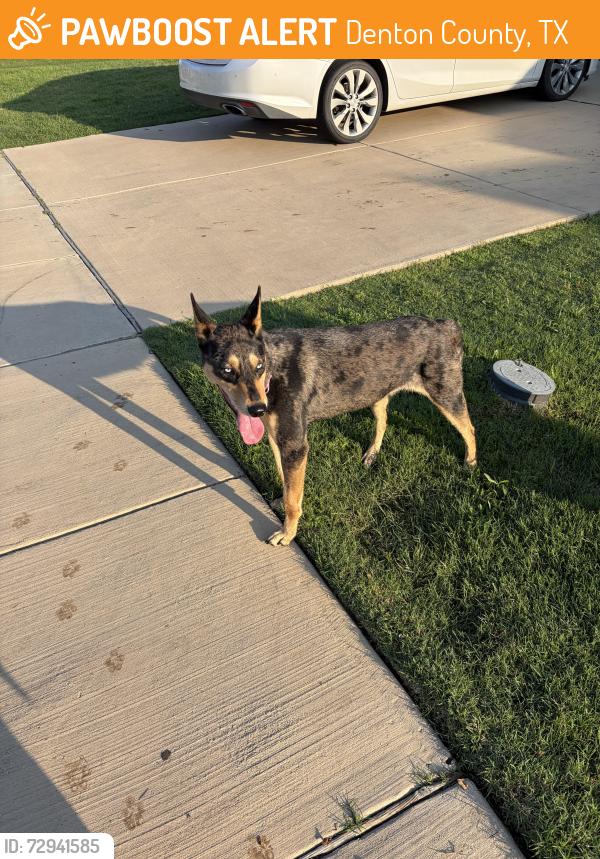 Found/Stray Female Dog last seen Berry Ridge Trail Aubrey TX 76227, Denton County, TX 76227