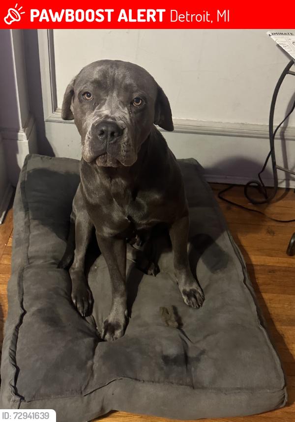Lost Female Dog last seen Woodrow wilson, Detroit, MI 48206