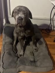 Lost Female Dog last seen Woodrow wilson, Detroit, MI 48206