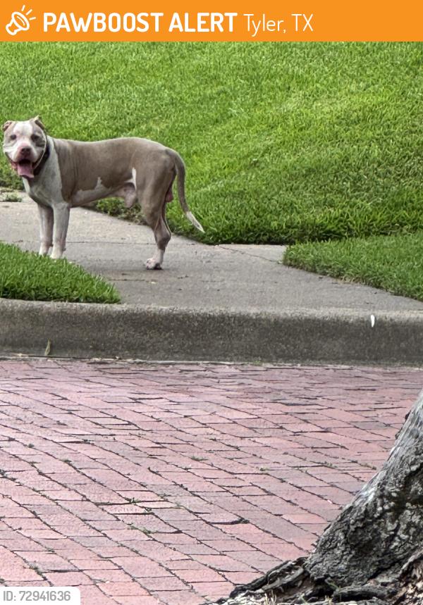 Found/Stray Male Dog last seen College and Second , Tyler, TX 75701