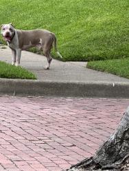 Found/Stray Male Dog last seen College and Second , Tyler, TX 75701