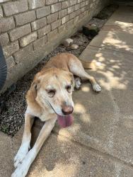Reunited Male Dog last seen Fuller wiser , Euless, TX 76039