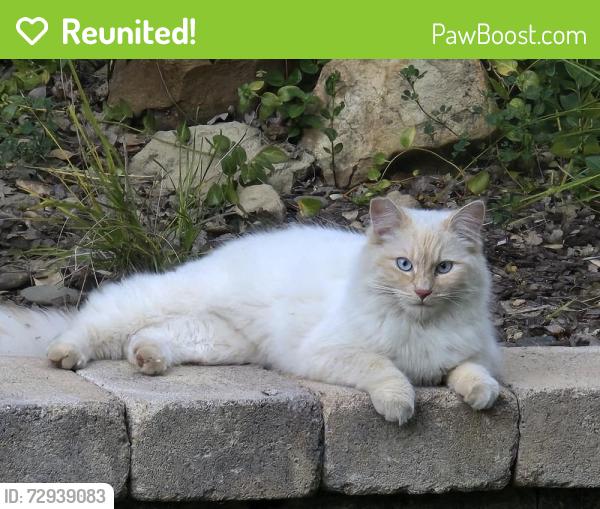 Reunited Female Cat last seen Canada Road, Woodside, CA 94062
