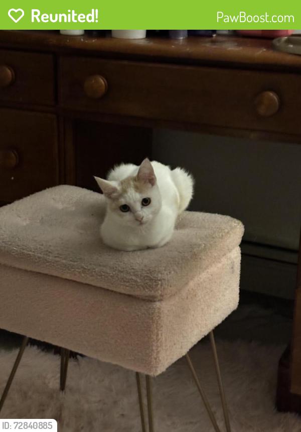 Reunited Female Cat last seen Treadwell Rd, General Miller Rd, Murphy , Peterborough, NH 03458