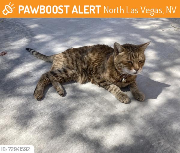 Found/Stray Female Cat last seen Inside the ests@Aliante , North Las Vegas, NV 89084
