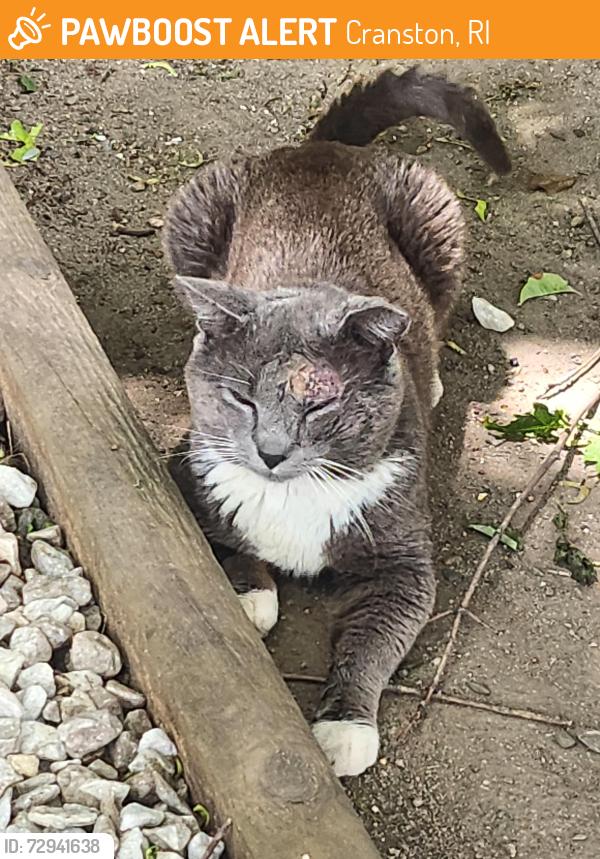 Found/Stray Male Cat last seen Carberry Field, Edgewood, Cranston, RI 02905