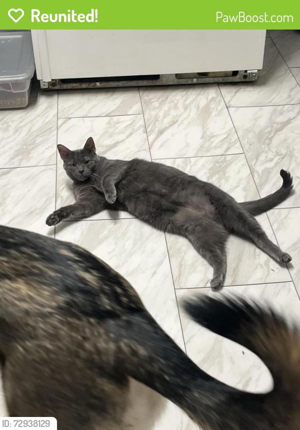 Reunited Male Cat last seen by SD&A on 1st ave, Huntington, WV 25702