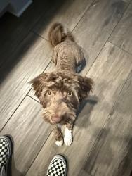 Reunited Male Dog last seen Rosada and Lone Mountain , Las Vegas, NV 89149