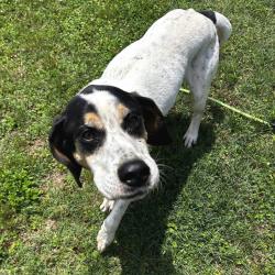 Shelter Stray Male Dog last seen , Greenville, SC 29609