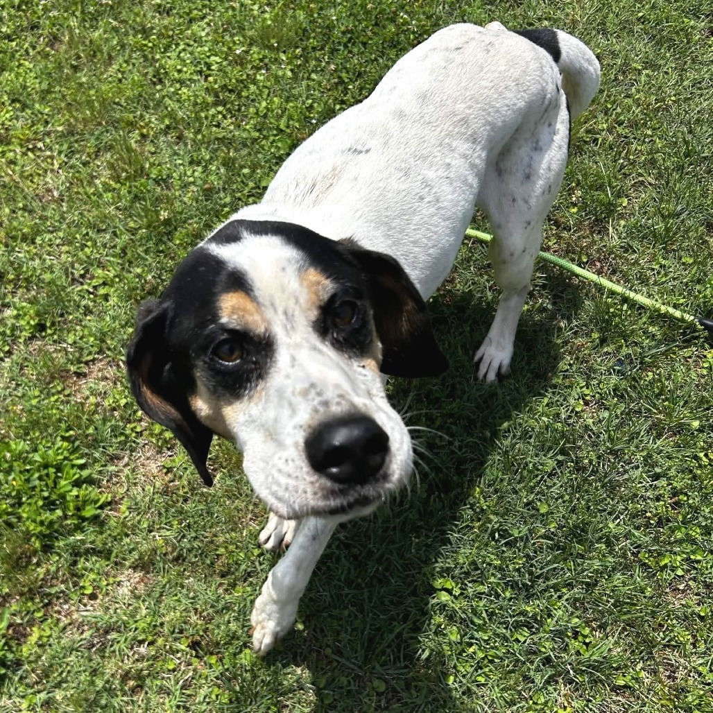 Shelter Stray Male Dog last seen , Greenville, SC 29609