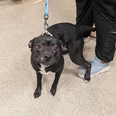 Shelter Stray Male Dog last seen , Jacksonville, FL 32216