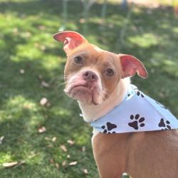 Shelter Stray Male Dog last seen , Port Richey, FL 34653