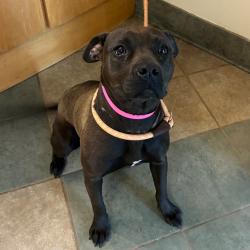 Shelter Stray Female Dog last seen , Red Bank, TN 37415