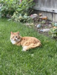 Reunited Female Cat last seen Fillmore St. & Martin Luther King Blvd, Denver, CO 80205