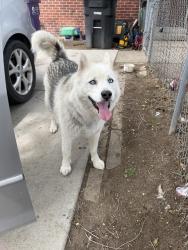 Found/Stray Male Dog last seen S Raleigh st w custar pl , Denver, CO 80219