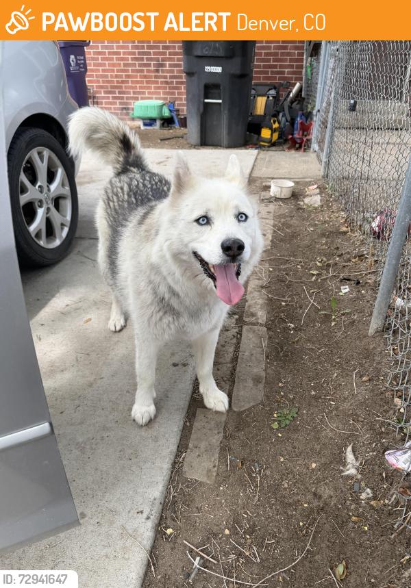 Found/Stray Male Dog last seen S Raleigh st w custar pl, Denver, CO 80219