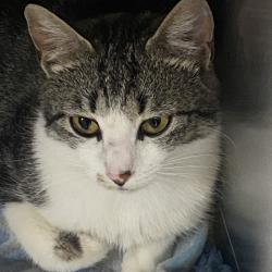 Shelter Stray Female Cat last seen , Blairsville, GA 30512