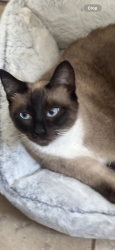 Lost Female Cat last seen Near e Beyer blvd San Ysidro ca 92173, San Diego, CA 92173