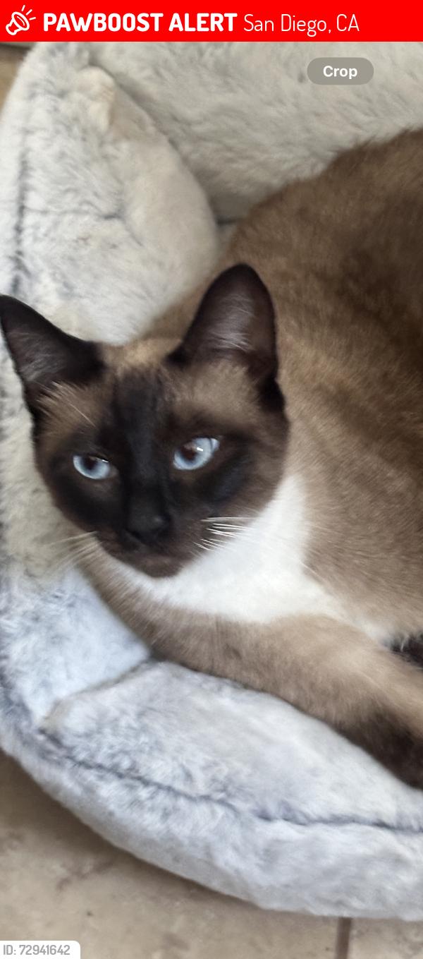 Lost Female Cat last seen Near e Beyer blvd San Ysidro ca 92173, San Diego, CA 92173