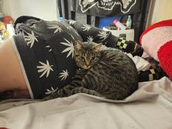 Reunited Male Cat last seen Near ave and bell rd, Phoenix, AZ 85053