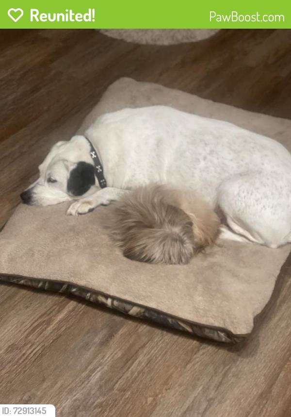 Reunited Male Dog last seen Harold Dr in Woodson Terrace , Airport Township, MO 63134
