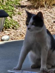 Reunited Unknown Cat last seen Mang & Manderley, Paradise, NV 89123