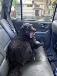 Reunited Female Dog last seen 55th street & plainfield rd countryside illinois, Countryside, IL 60525