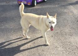 Reunited Female Dog last seen FM 563, Wallisville, TX 77597