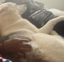 Lost Male Dog last seen Covington, Ga, Covington, GA 30014
