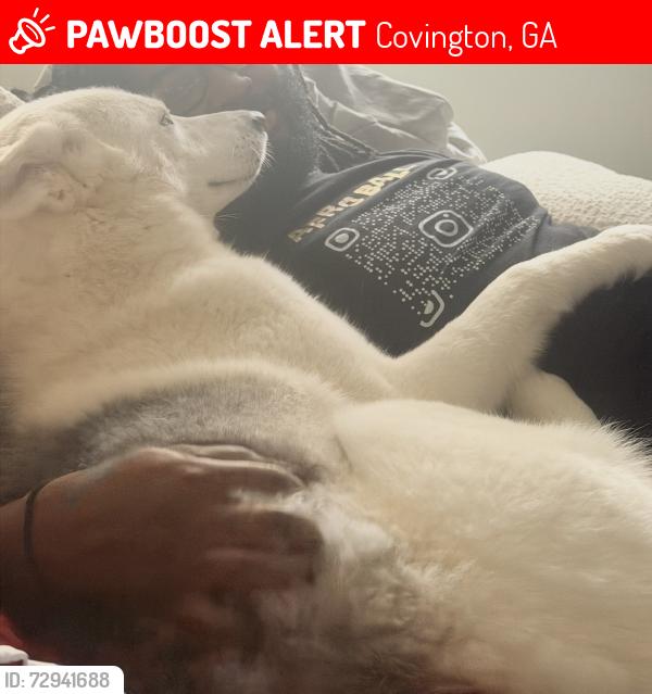 Lost Male Dog last seen Covington, Ga, Covington, GA 30014