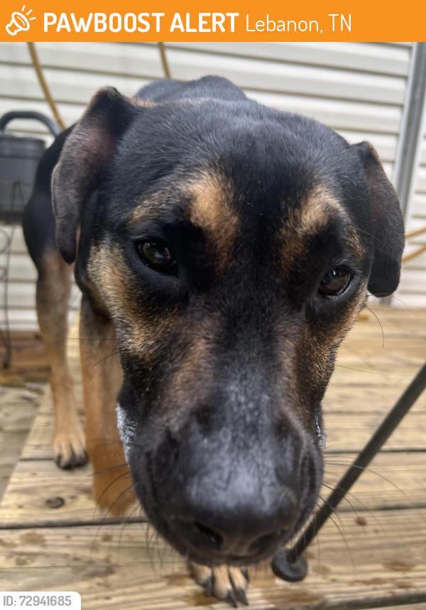 Found/Stray Female Dog last seen Near richland avenue , Lebanon, TN 37087
