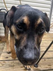 Found/Stray Female Dog last seen Near richland avenue , Lebanon, TN 37087
