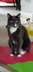 Reunited Male Cat last seen Skeffington road, east ham, Greater London, England E6 2NA