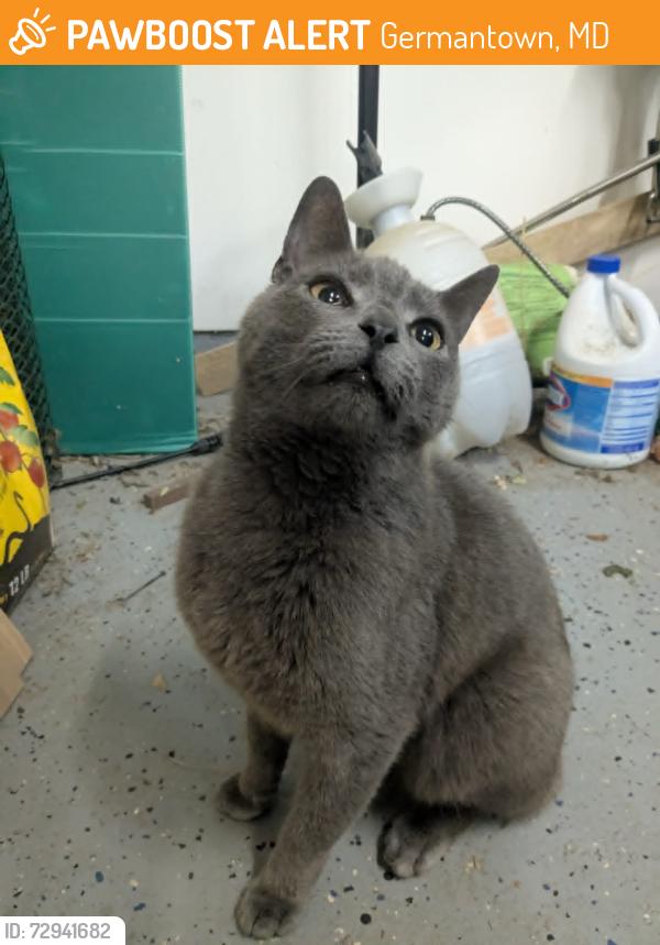 Found/Stray Unknown Cat last seen Wayfarer Rd, Germantown MD, Germantown, MD 20876