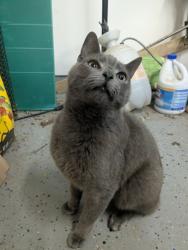 Found/Stray Unknown Cat last seen Wayfarer Rd, Germantown MD, Germantown, MD 20876